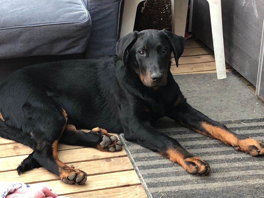 Ti-thor Du Grand Buech
