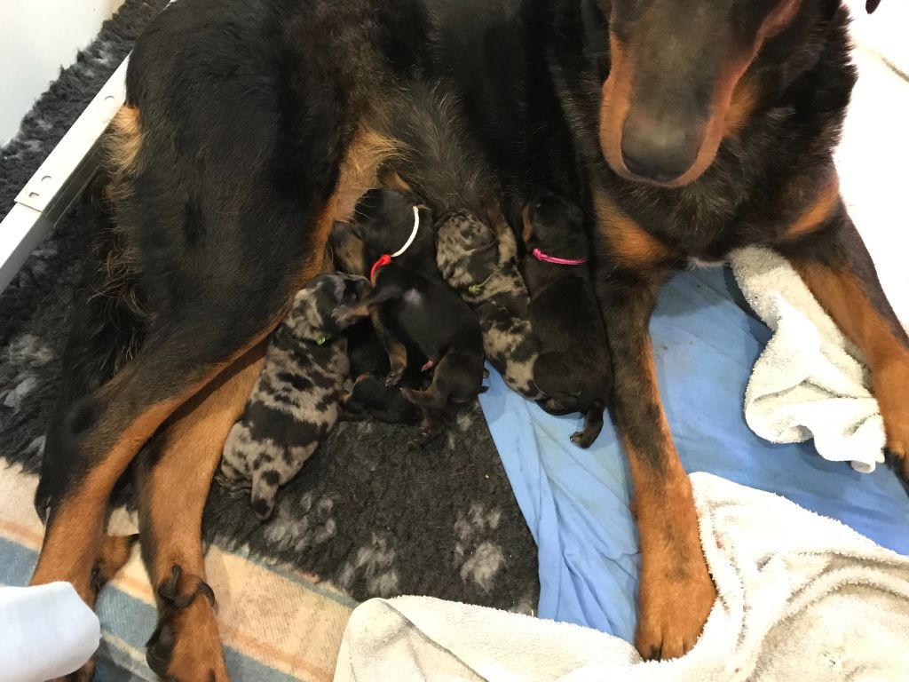 Chiot Berger de Beauce De La Ferme D'Etambe